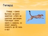 Гепард. Гепард – самое быстрое на свете животное в беге на короткие дистанции. Преследуя своих жертв в саванне, он может развить скорость до 60 миль в час!
