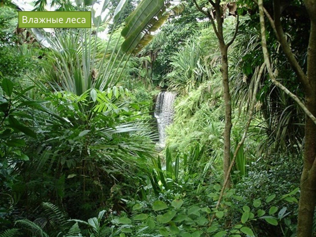 Природная зона влажные экваториальные тропические леса. Субтропический лес Австралии. Переменно-влажные тропические леса Африки. Экваториальный лес,, субтропики. Экваториальные и тропические леса Африки.