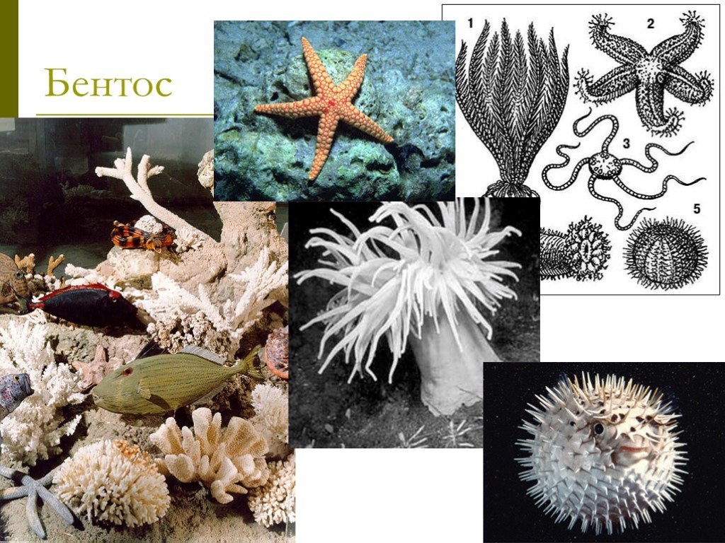 Бентосные организмы это. Бентос планктон Нектон Литораль. Жизнь в океане бентос. Иглокожие нектос бентос. Представители бентоса.
