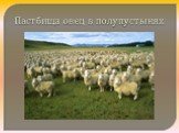 Пастбища овец в полупустынях