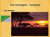 The Serengeti - Tanzania The Animals