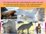 The animal world in the north includes the walrus, the seal, the polar bear and the polar fox. In the central zone there are a lot of wolves and foxes, hares and squirrels.
