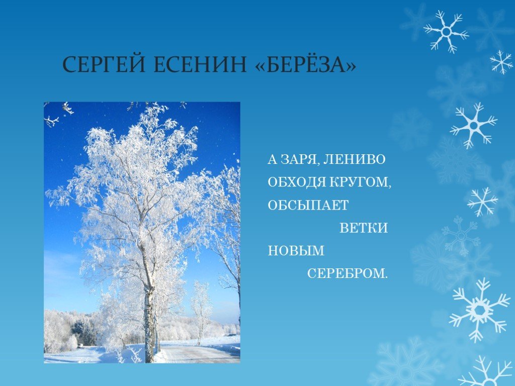 Белая береза есенин 2 класс. Са Есенин береза. А Заря лениво обходя кругом обсыпает ветки новым серебром. Заря березы Есенин. Есенин а Заря лениво обходя кругом.