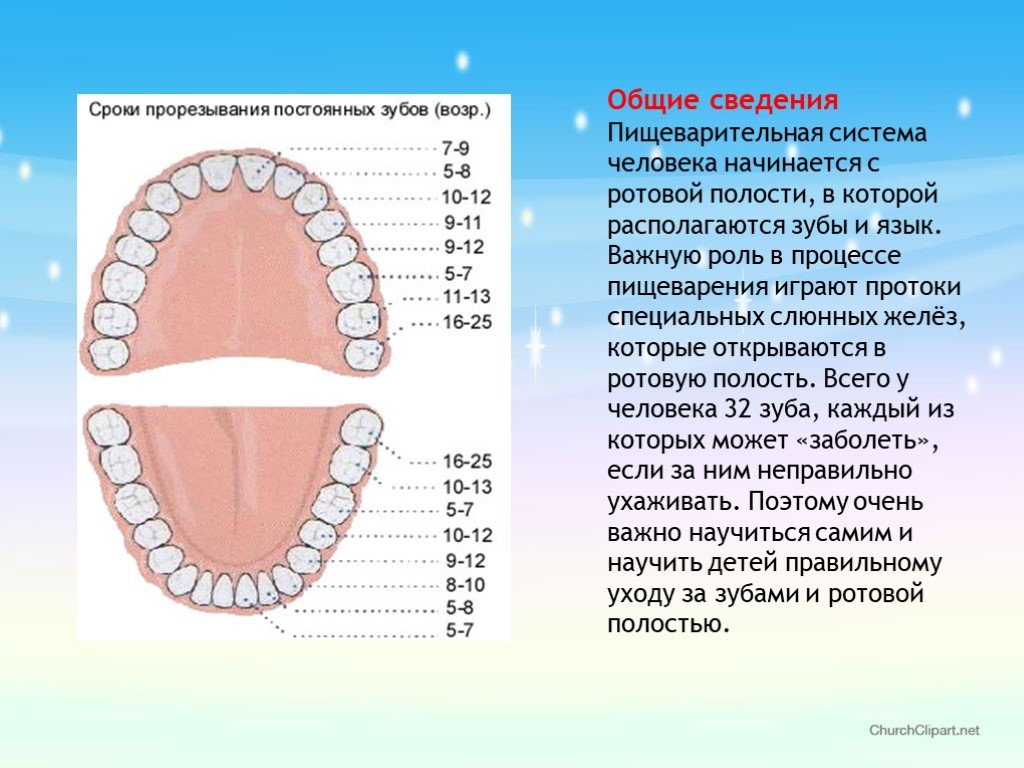 Ротовая полость зубы человека. Зубы человека. Зубы в ротовой полости человека. Расположение зубов в полости рта. Расположение зубов в ротовой полости.