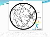 Схема нормального глазного дна в области заднего полюса. 1 — диск зрительного нерва; 2 — место входа и выхода ретинальных сосудов; 3 — нижневисочные ветви центральной артерии и центральной вены сетчатки; 4 — верхневисочные их ветви; 5 — верхненосовые ветви; 6 — нижненосовые ветви; 7 — цилио-ретиналь