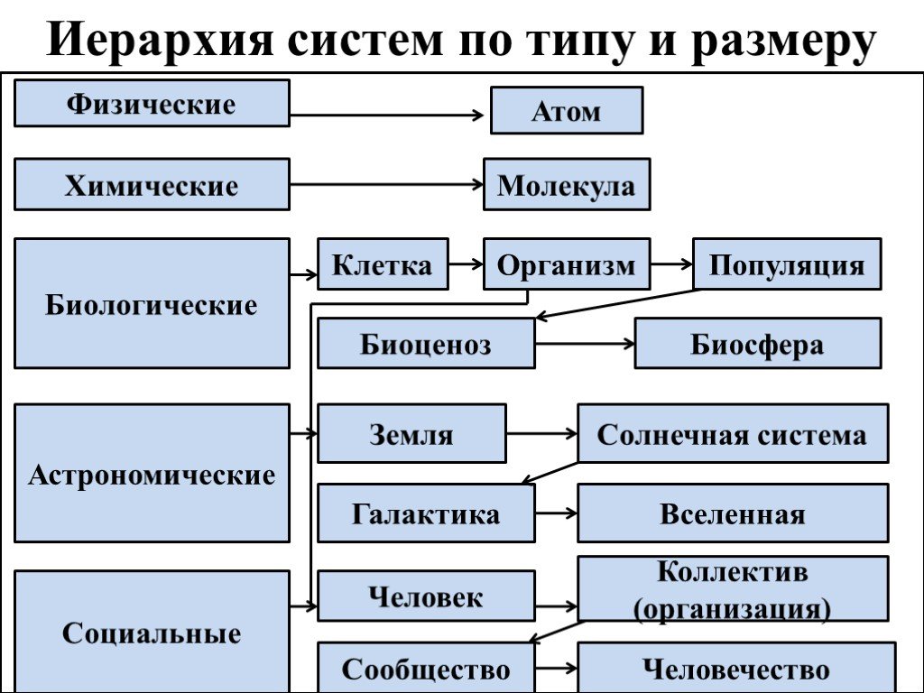 Биологические элементы примеры. Система иерархии. Иерархия биологических систем.