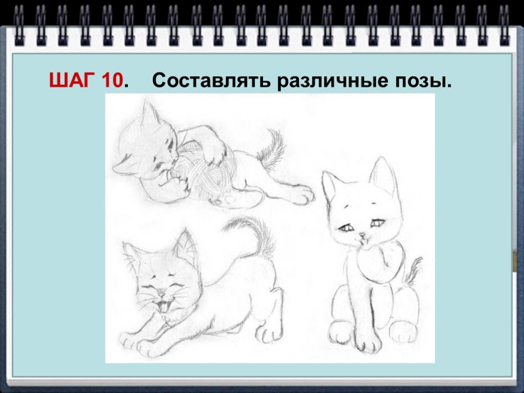 Изобразить характер животного. Позы котов для рисования. Изображение характера животных. Пропорции кота для рисования. Рисунок кота 2 класс.