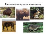 Растительноядные животные