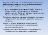 Подснежник Воронова - многолетнее луковичное растение с двумя листьями. Назван по имени Н.Н. Воронова, русского ботаника, изучавшего растения Кавказа. Растет в нижнем и среднем горных поясах в лесах, среди кустарников, на опушках, предпочитает богатые, хорошо увлажненные почвы. Высота – 25–30 см. Лу