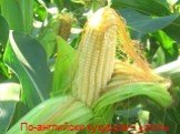По-английски кукуруза – «corn»