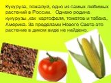 Кукуруза, пожалуй, одно из самых любимых растений в России. Однако родина кукурузы ,как картофеля, томатов и табака, Америка. За пределами Нового Света это растение в диком виде не найдено.