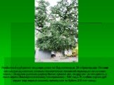 Необычный дуб растет во дворе дома на Орджоникидзе, 25 в Краснодаре. Остается только догадываться, сколько человеческих поколений перевидал он за свою жизнь – по одним данным дереву более трехсот лет, по другим - за четыреста, а если верить биоэнергетическому тестированию – 644 года. В любом случае 