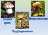 Подберезовик Подосиновик Белый гриб