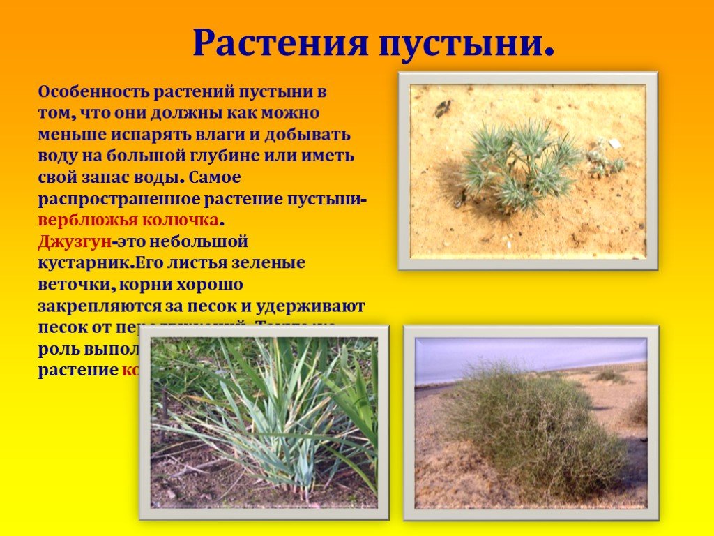 Тесты зона пустыни 4 класс. Растения в пустыне. Растения зоны пустынь. Растительный мир пустыни. Полупустыни обитатели и растения.