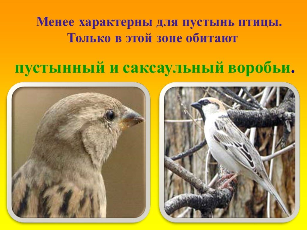 Птицы зоны. Птицы в зоне пустыни. Птицы зоны пустынь в России. Птицы в пустыне России. Менее характерны для пустынь птицы.