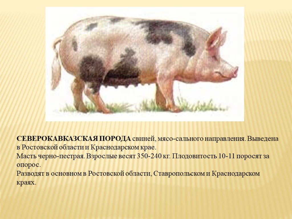 Направление пород свиней. Породы свиней сального направления. Породы свиней мясные беконные сальные. Северокавказская порода свиней. Белорусская черно-пестрая порода свиней.