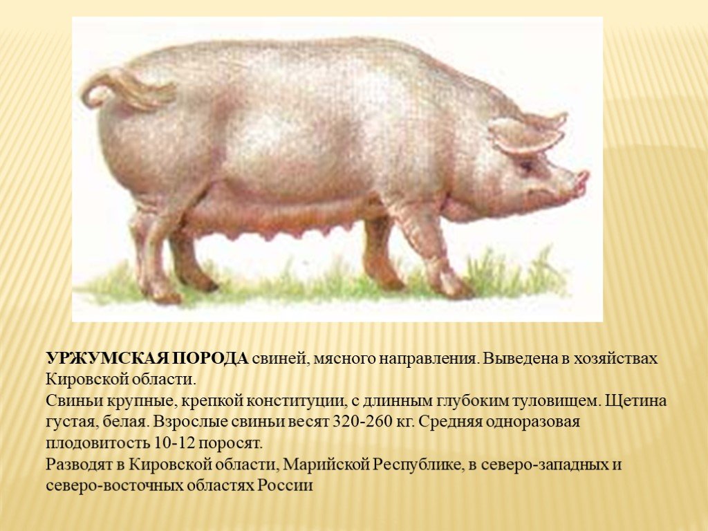 Свинья окружающий мир 3 класс. Уржумская порода поросят. Уржумская порода свиней поросята. Кубанская свинья порода. Башкирская порода свиней.