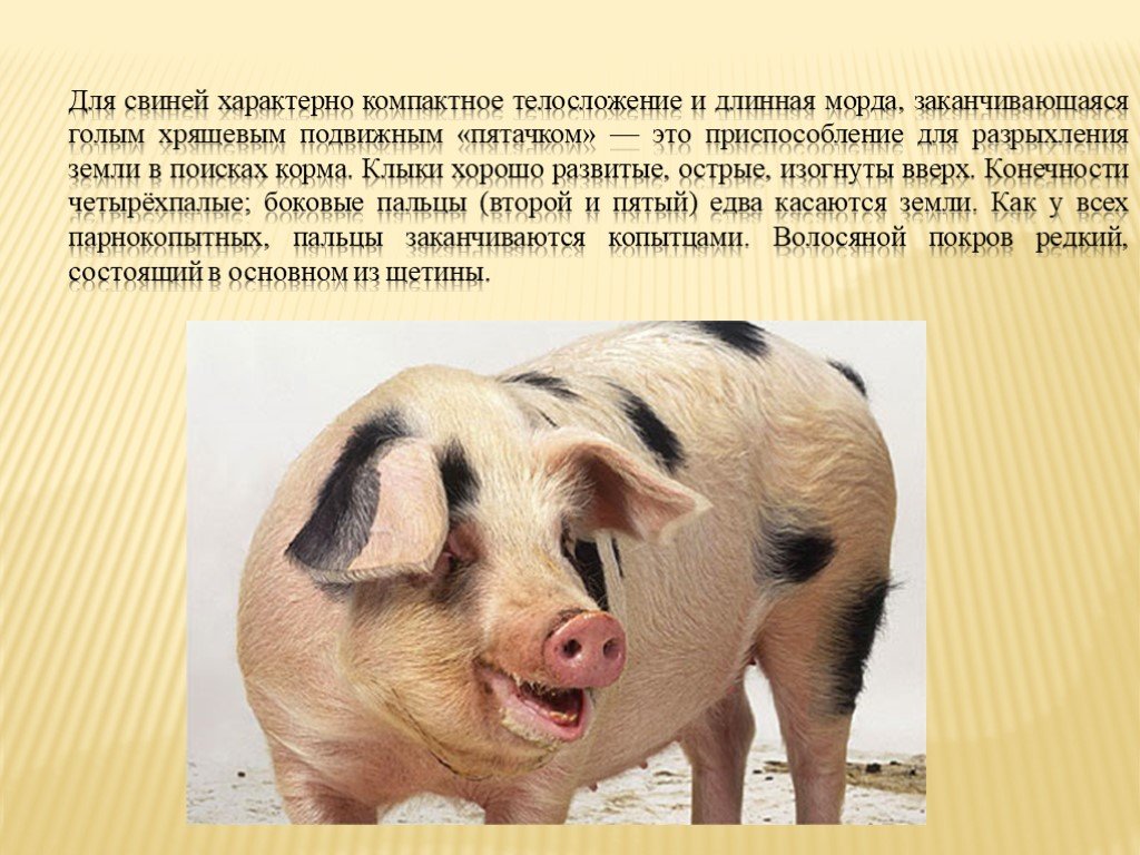 Домашнее сельскохозяйственное животное сообщение 3 класс окружающий. Доклад о свинье. Информация про домашних свиней.. Свинья для презентации. Свинья проект.