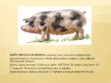 МИРГОРОДСКАЯ ПОРОДА свиней, мясо-сального направления продуктивности. Выведена в Миргородском и смежных с ним районах Полтавской области. Масть черно-пестрая. Взрослые весят 300-230 кг. За опорос получают 10-11 поросят. Животные нетребовательны к кормам. Миргородскую породу разводят в Украине и южны