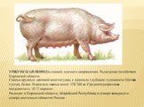 УРЖУМСКАЯ ПОРОДА свиней, мясного направления. Выведена в хозяйствах Кировской области. Свиньи крупные, крепкой конституции, с длинным глубоким туловищем. Щетина густая, белая. Взрослые свиньи весят 320-260 кг. Средняя одноразовая плодовитость 10-12 поросят. Разводят в Кировской области, Марийской Ре