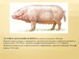 ЭСТОНСКАЯ БЕКОННАЯ ПОРОДА свиней, выведена в Эстонии Внешне свиньи сходны с ландрасами, крепкой конституции, с длинным туловищем. Свиньи весят 320-250 кг. Средняя одноразовая плодовитость 11-12 поросят. Животных используют в промышленном скрещивании с другими породами. Разводят породу в Эстонии.