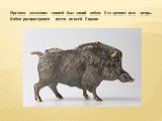 Предком домашних свиней был дикий кабан. Его древнее имя - вепрь. Кабан распространен почти по всей Европе.