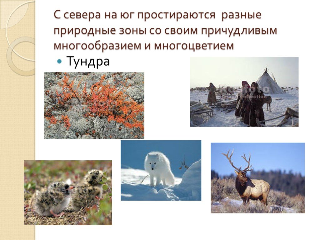 Природные зоны россии по порядку с севера