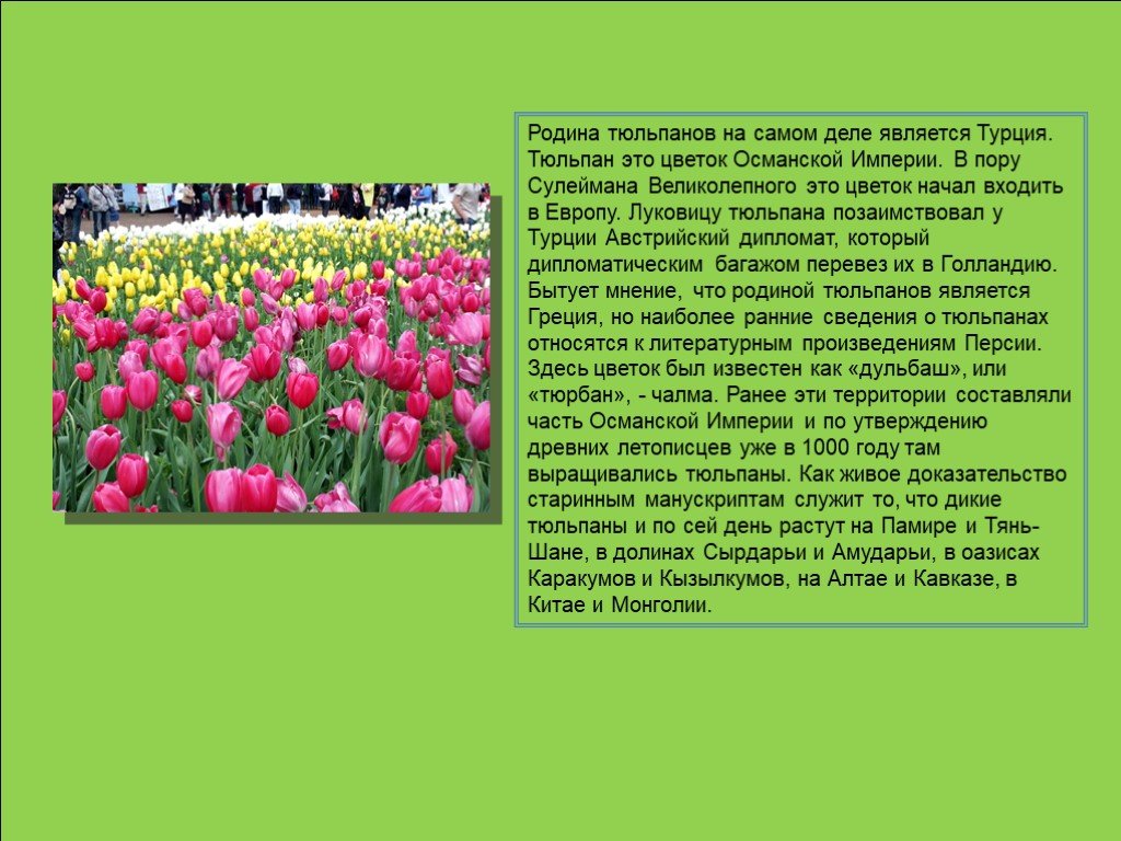 Тюльпан дипломат фото и описание