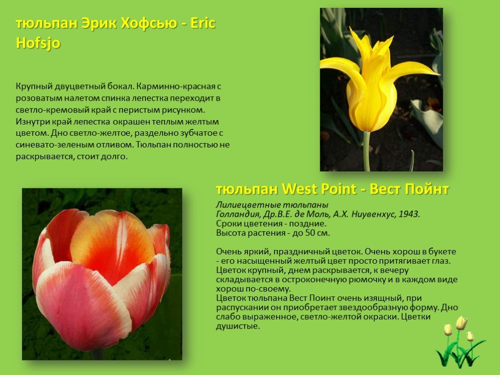 Тюльпан текс. Тюльпан описание растения. Тюльпан краткое описание. Описать тюльпан. Проект на тему тюльпан.