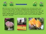 Сорта тюльпанов. В Международной книге тюльпанов зарегистрировано около 3500 видов и сортов. Больше всего тюльпанов — свыше 1500 сортов — выращивают цветоводы Нидерландов. Однако наиболее распространенных, так называемых промышленных, сортов всего около 150. Все они хороши для выращивания в садах и 