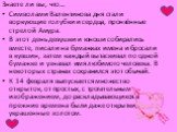 Знаете ли вы, что… Символами Валентинова дня стали воркующие голубки и сердца, пронзённые стрелой Амура. В этот день девушки и юноши собирались вместе, писали на бумажках имена и бросали в кувшин, затем каждый вытаскивал по одной бумажке и узнавал имя любимого человека. В некоторых странах сохранилс