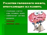 Участки головного мозга, отвечающие за память. отдельные участки коры головного мозга; лимбическая система; мозжечок; гиппокамп; височные доли.