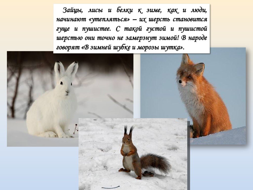 Различие зайца и белки. Белки зайцы и лисицы зимой. Животные меняют шубку весной. Заяц и белка зимой. Лисы и зайцы зимой.
