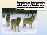Волк зимой очень злой. В одиночку ходит редко, волки бродят стаями. Серые, худые, злые и голодные. Лучше им не попадаться, надо их остерегаться. Охота – одно из главных занятий в жизни волка.