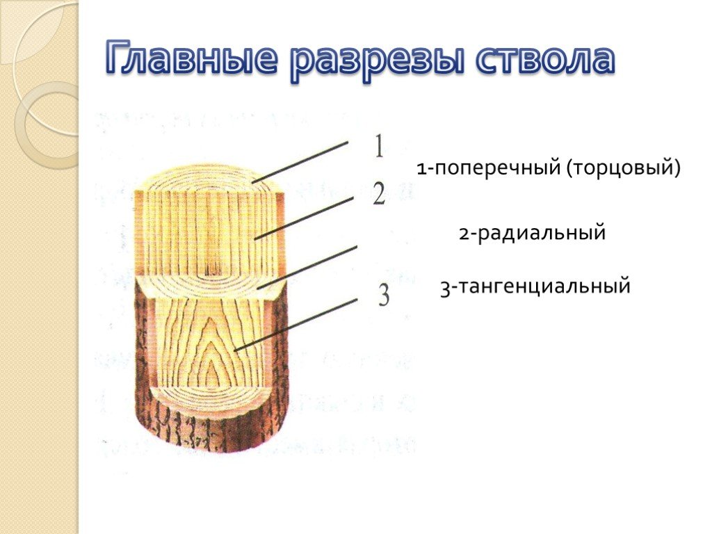 2 радиальная. Разрез дерева поперерчный ражиальный тангенсальный. Поперечный радиальный тангентальный разрез древесины. Тангентальный срез стебля древесного. Радиальный разрез ствола.