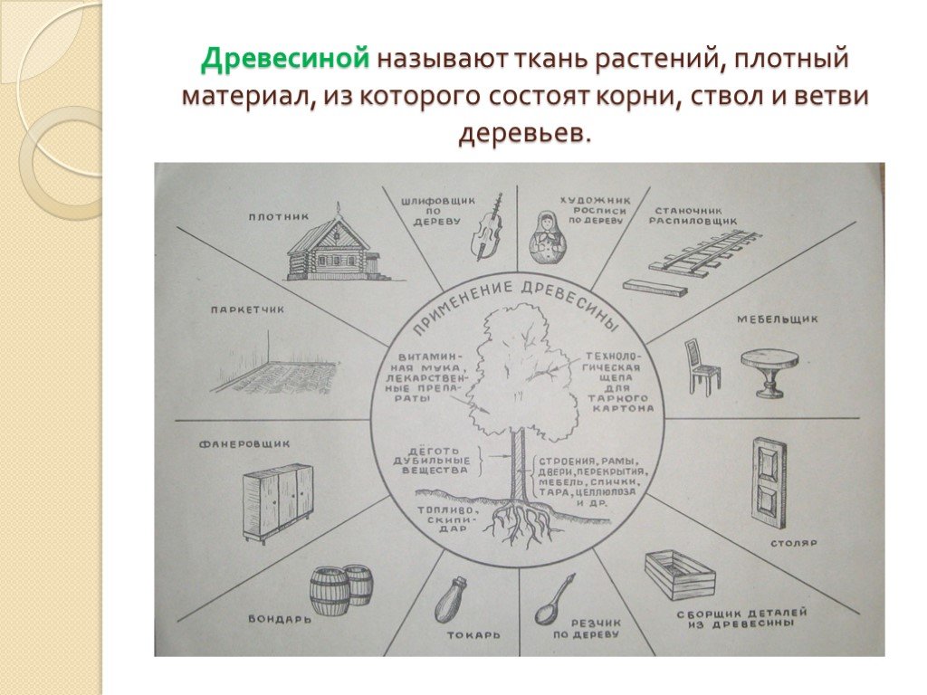 Как менялось использование древесины по мере развития. Что получают из древесины. Что производят из древесины 2 класс. Дерево и что из него производят. Что делают из древесины перечень.