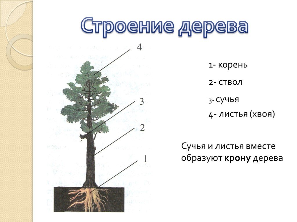 Сосна обыкновенная схема