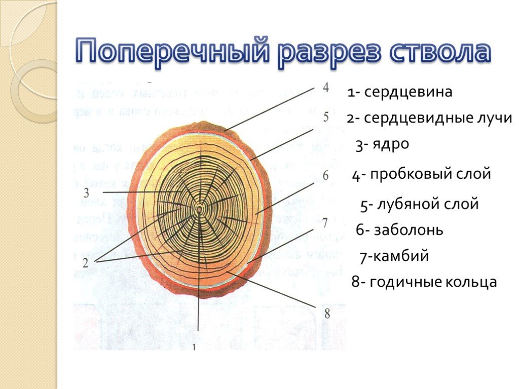 Сердцевины 2. Строение поперечного среза древесины. Строение древесины продольный и поперечный срез ствола. Поперечный срез ствола дерева строение. Поперечный срез дерева строение.