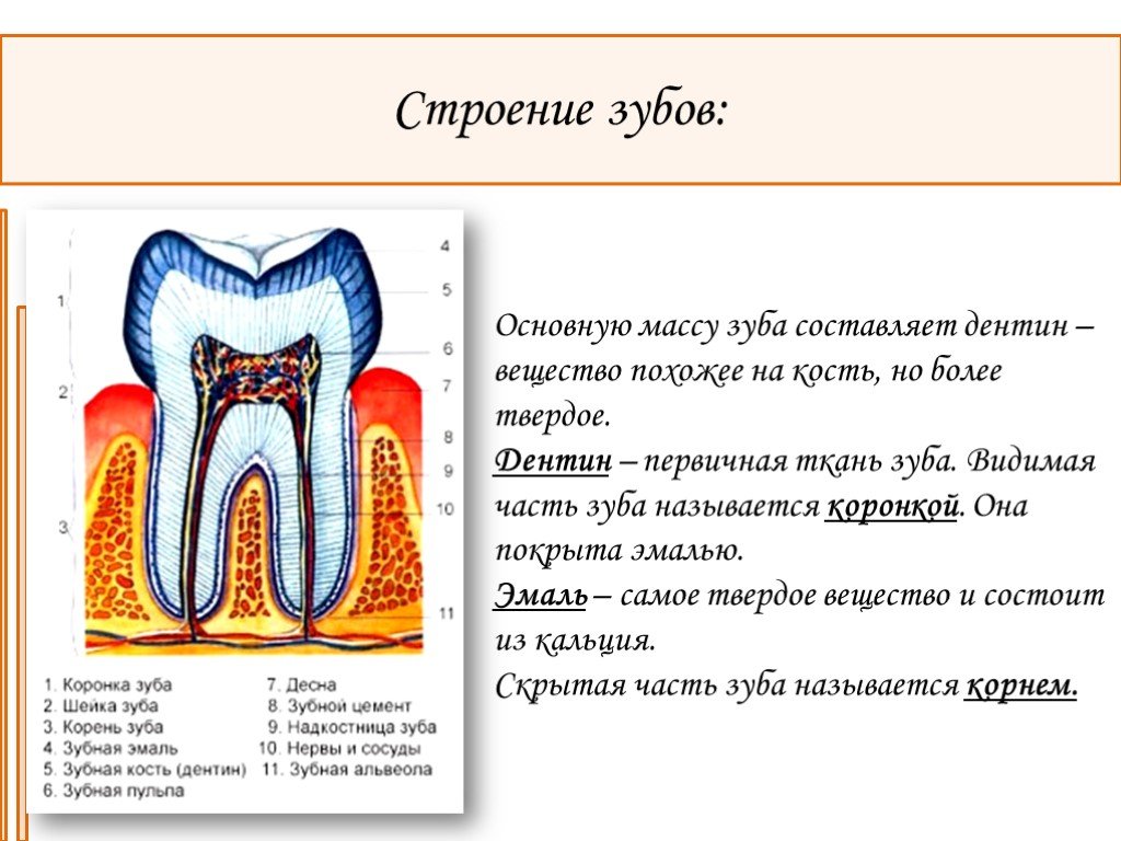 Особенность строения дентина какую функцию он выполняет. Зубы строение и функции. Строение зуба человека. Строение зуба анатомия. Зуб описание строение.