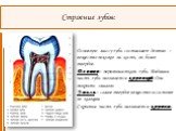 Строение зубов: Основную массу зуба составляет дентин – вещество похожее на кость, но более твердое. Дентин – первичная ткань зуба. Видимая часть зуба называется коронкой. Она покрыта эмалью. Эмаль – самое твердое вещество и состоит из кальция. Скрытая часть зуба называется корнем.
