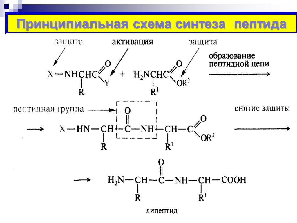 Синтез полипептидной. Синтез пептидов из аминокислот реакции. Принципиальная схема синтеза пептидов. Химический Синтез трипептида. Схема синтеза карнитина.