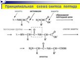 Принципиальная схема синтеза пептида
