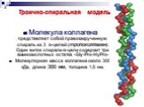 Молекула коллагена представляет собой правозакрученную спираль из 3 α-цепей (тропоколлаген). Один виток спирали α-цепи содержит три аминокислотных остатка -Gly-Pro-HyPro- Молекулярная масса коллагена около 300 кДа, длина 300 нм, толщина 1,5 нм. Троично-спиральная модель