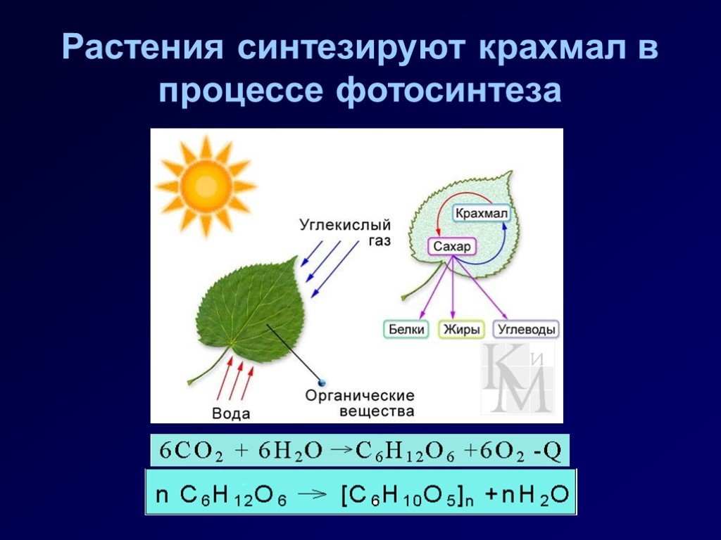 В каких органических клетках происходит фотосинтез. Крахмал при фотосинтезе образуется из. Процесс фотосинтеза у растений. Что синтезируют растения. Фотосинтез это процесс образования органических веществ.