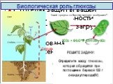 Биологическая роль глюкозы. Какой процесс по Вашему мнению изображен? 6СО2 + 6Н2О  C6H1206 + 6О2. C6H1206. Как вы думаете каково значение глюкозы для одного дерева? Как вы думаете каково значение фотосинтеза для одного города? Как вы думаете каково значение фотосинтеза для одной планеты? РЕШИТЕ ЗАД