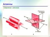 Алкины Слайд: 5