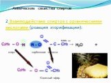 2.Взаимодействие спиртов с органическими кислотами (реакция этерификации): O С2Н5 – O – + – C – СН3 →. H - O спирт. карбоновая кислота. H Н2О + О – O –– C –СН3 Сложный эфир Н Н - О Н2SO4 конц. С2Н5