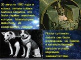 20 августа 1960 года в космос летали собаки Белка и Стрелка, это были первые животные, которые благополучно вернулись из космического полета. После суточного полета они были возвращены на Землю в катапультируемой капсуле и стали мировыми знаменитостями.