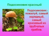 Подосиновик красный. Подосиновик - пожалуй, самый нарядный, самый красивый из трубчатых грибов.