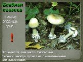 Бледная поганка. Самый опасный гриб. Встречается она часто. Неопытные грибники иногда путают ее с шампиньонами или сыроежками.
